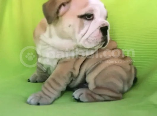 Show Kalite İngiliz Bulldog Bebekler görsel