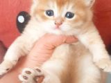 Full Şecereli Golden British Shorthair Bebekler Ay12 Ve By12