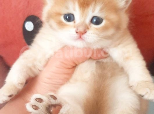 Full Şecereli Golden British Shorthair Bebekler Ay12 Ve By12 görsel