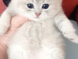 Full Şecereli Golden British Shorthair Bebekler Ay12 Ve By12