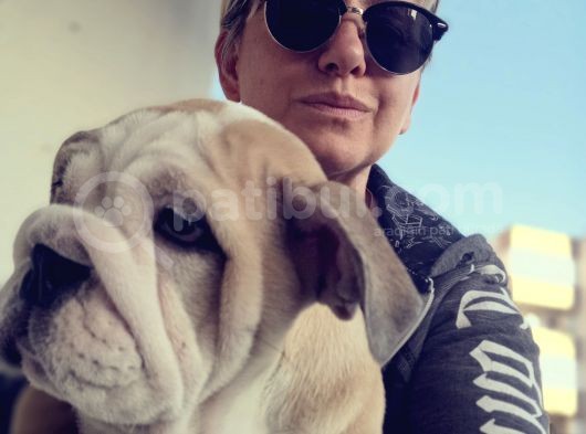 Show Kalite İngiliz Bulldog Bebekler görsel