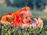 Sağlik Ve Irk Garanti̇li̇ Red Toy Poodle Yavrularimiz