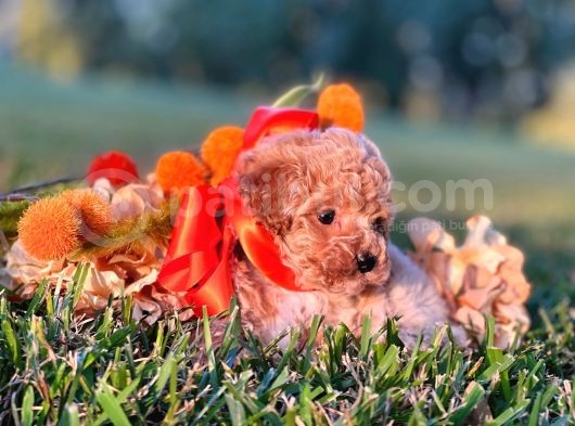 Sağlik Ve Irk Garanti̇li̇ Red Toy Poodle Yavrularimiz görsel