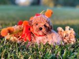 Sağlik Ve Irk Garanti̇li̇ Red Toy Poodle Yavrularimiz