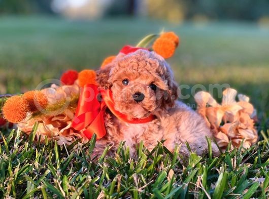 Sağlik Ve Irk Garanti̇li̇ Red Toy Poodle Yavrularimiz