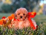 Sağlik Ve Irk Garanti̇li̇ Red Toy Poodle Yavrularimiz