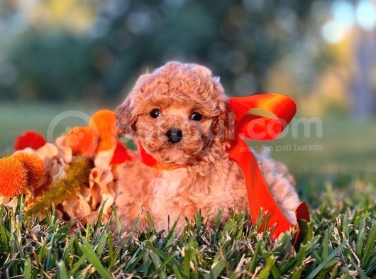 Sağlik Ve Irk Garanti̇li̇ Red Toy Poodle Yavrularimiz görsel