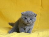 Scottish Fold Yavrular