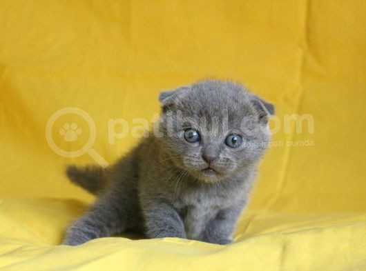 Scottish Fold Yavrular görsel