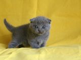 Scottish Fold Yavrular