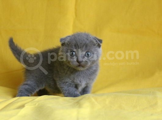 Scottish Fold Yavrular