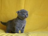 Scottish Fold Yavrular