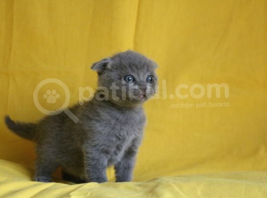 Scottish Fold Yavrular görsel
