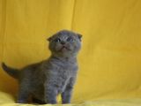 Scottish Fold Yavrular
