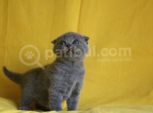 Scottish Fold Yavrular görsel