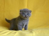 Scottish Fold Yavrular
