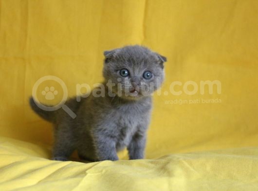 Scottish Fold Yavrular görsel