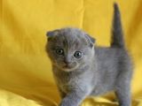 Scottish Fold Yavrular
