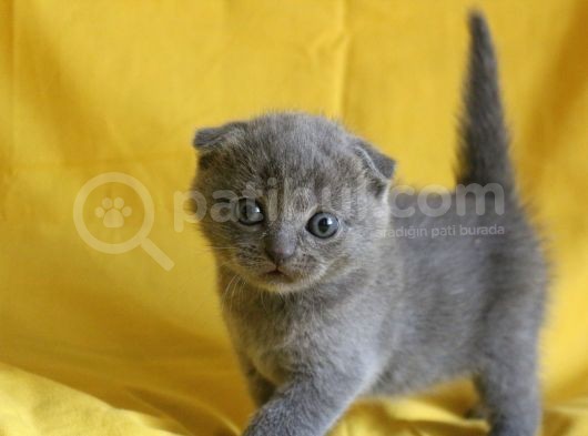 Scottish Fold Yavrular görsel