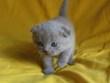 Scottish Fold Yavrular