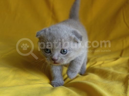 Scottish Fold Yavrular görsel