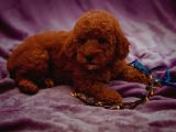 Sağlik Ve Irk Garanti̇li̇ Red Brown Toy Poodle Yavrularimiz
