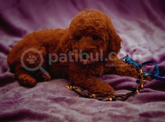 Sağlik Ve Irk Garanti̇li̇ Red Brown Toy Poodle Yavrularimiz görsel