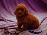 Sağlik Ve Irk Garanti̇li̇ Red Brown Toy Poodle Yavrularimiz