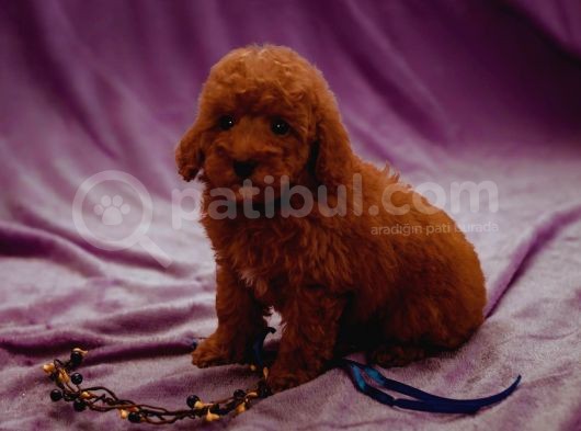 Sağlik Ve Irk Garanti̇li̇ Red Brown Toy Poodle Yavrularimiz