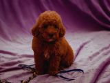 Sağlik Ve Irk Garanti̇li̇ Red Brown Toy Poodle Yavrularimiz