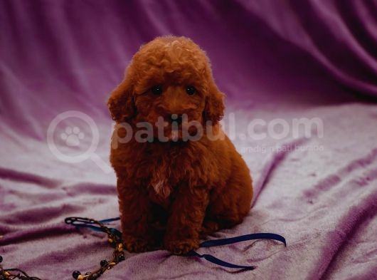 Sağlik Ve Irk Garanti̇li̇ Red Brown Toy Poodle Yavrularimiz görsel
