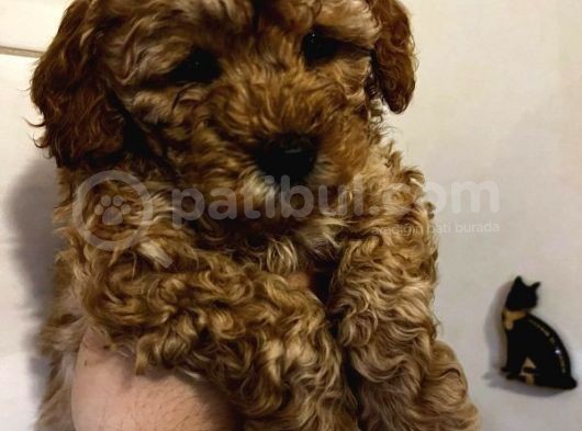 Sağlik Ve Irk Garanti̇li̇ Red Toy Poodle Yavrularimiz görsel