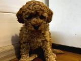 Sağlik Ve Irk Garanti̇li̇ Red Toy Poodle Yavrularimiz