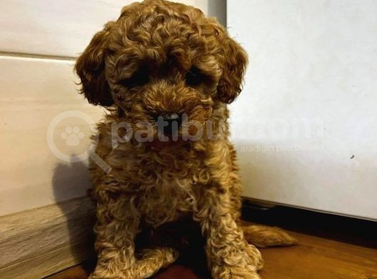Sağlik Ve Irk Garanti̇li̇ Red Toy Poodle Yavrularimiz