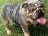 Show Kalite İngiliz Bulldog Bebekler