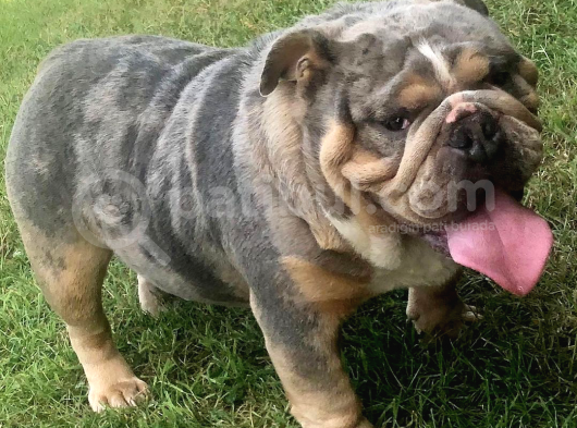 Show Kalite İngiliz Bulldog Bebekler görsel