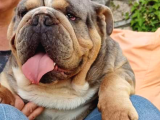 Show Kalite İngiliz Bulldog Bebekler