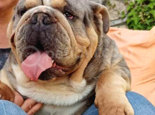 Show Kalite İngiliz Bulldog Bebekler görsel