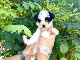 Show Kalite Morkie Cinsi Yavrumuz