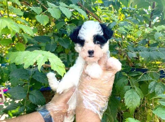 Show Kalite Morkie Cinsi Yavrumuz görsel