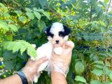 Show Kalite Morkie Cinsi Yavrumuz