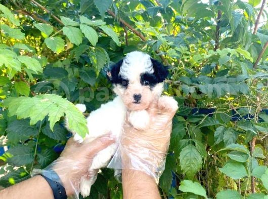 Show Kalite Morkie Cinsi Yavrumuz görsel