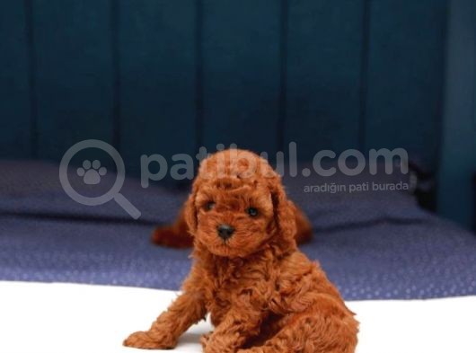 Sağlik Ve Irk Garanti̇li̇ Red Brown Toy Poodle Yavrularimiz