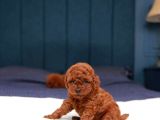 Sağlik Ve Irk Garanti̇li̇ Red Brown Toy Poodle Yavrularimiz