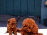Sağlik Ve Irk Garanti̇li̇ Red Brown Toy Poodle Yavrularimiz