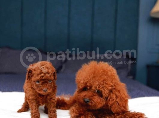Sağlik Ve Irk Garanti̇li̇ Red Brown Toy Poodle Yavrularimiz