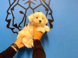 Show Kalite Maltipoo Yavrular