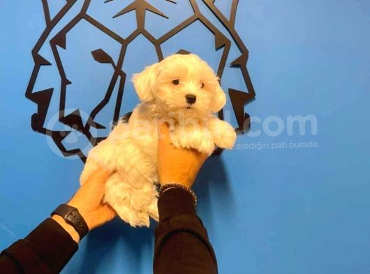 Show Kalite Maltipoo Yavrular görsel