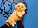 Show Kalite Maltipoo Yavrular