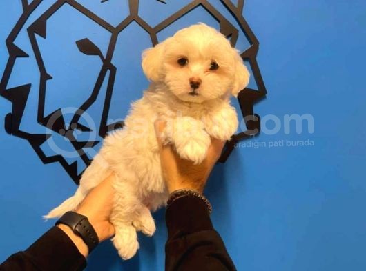 Show Kalite Maltipoo Yavrular görsel